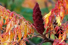 Rhus typhina ‘Dissecta’