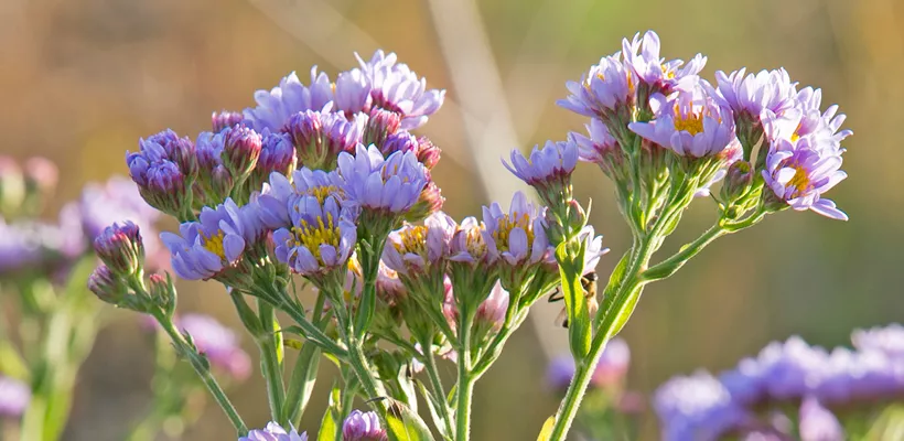 Aster tataricus ‘Jindai’