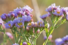 Aster tataricus ‘Jindai’