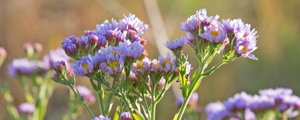 Afbeelding Aster tataricus ‘Jindai’