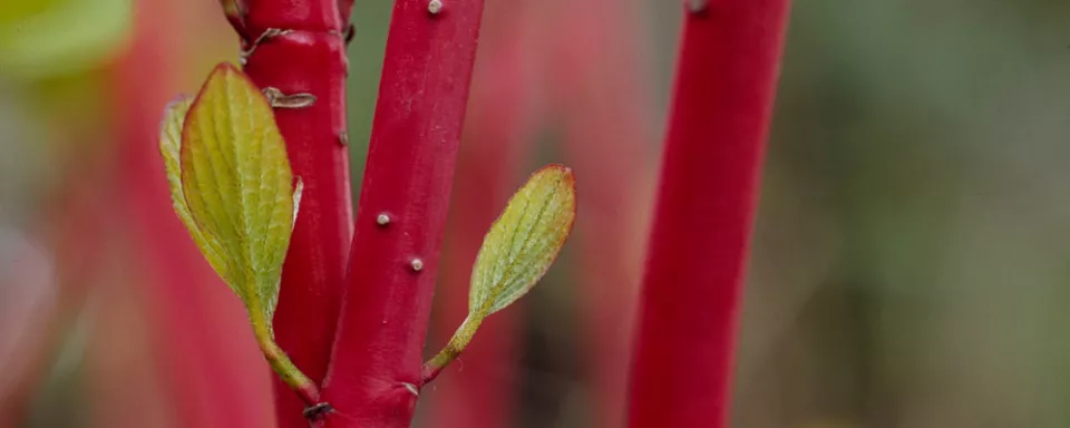 Afbeelding Cornus alba