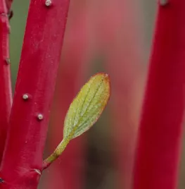 Cornus alba