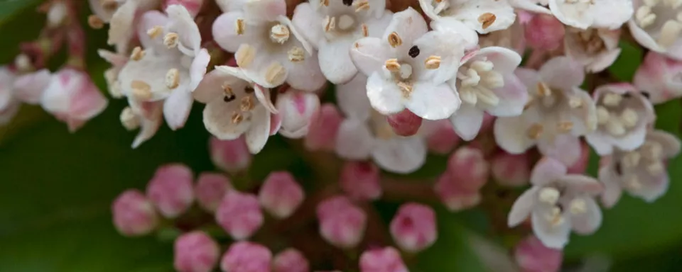 Afbeelding Viburnum tinus ‘Eve Price’
