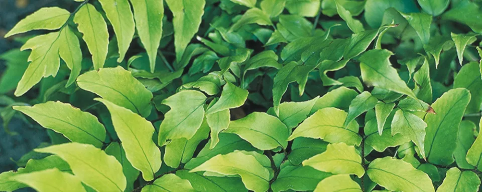Afbeelding Cyrtomium fortunei