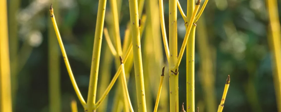 Afbeelding Cornus sericea ‘Flaviramea’