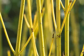 Cornus sericea ‘Flaviramea’
