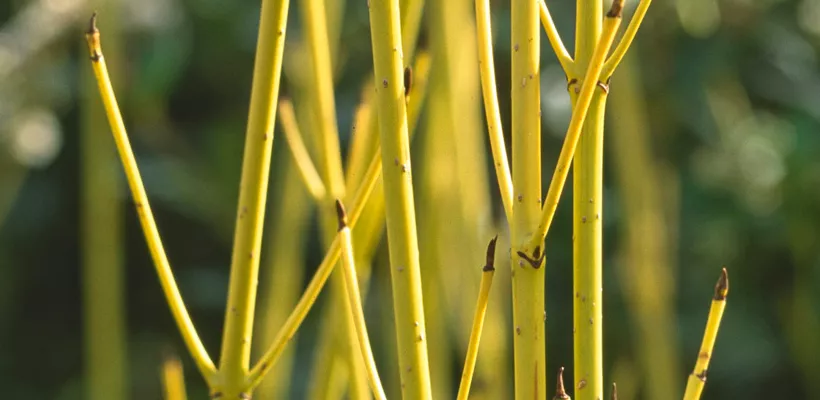 Cornus sericea ‘Flaviramea’
