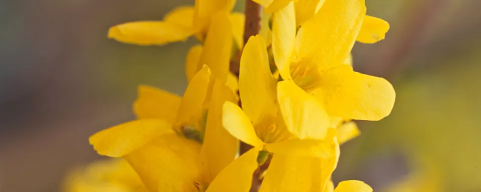 Afbeelding Forsythia x intermedia ‘Courtalyn’ (WEEK-END)