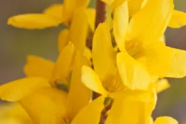 Forsythia x intermedia ‘Courtalyn’ (WEEK-END)