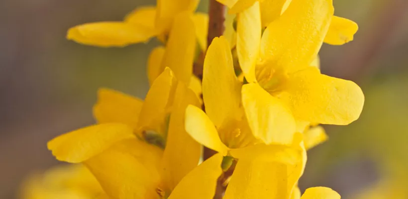 Forsythia x intermedia ‘Courtalyn’ (WEEK-END)