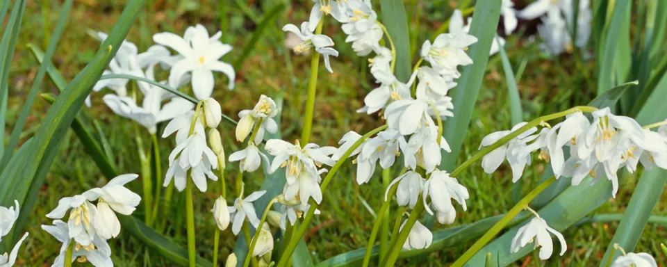 Afbeelding Scilla sibirica ‘Alba’