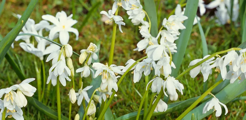 Scilla sibirica ‘Alba’