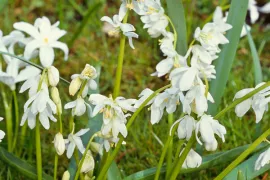 Scilla sibirica ‘Alba’