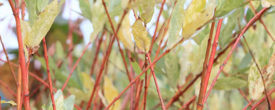Afbeelding Salix integra ‘Flamingo’