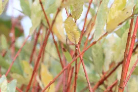 Salix integra ‘Flamingo’