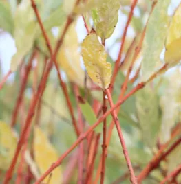 Salix integra ‘Flamingo’