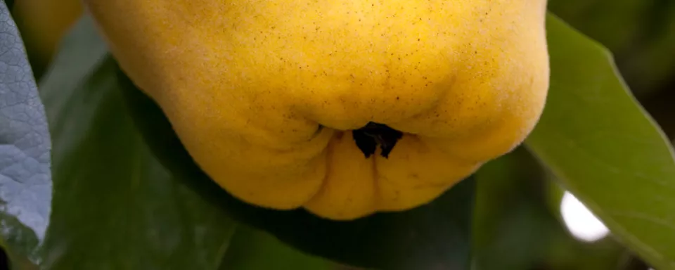 Afbeelding Cydonia oblonga