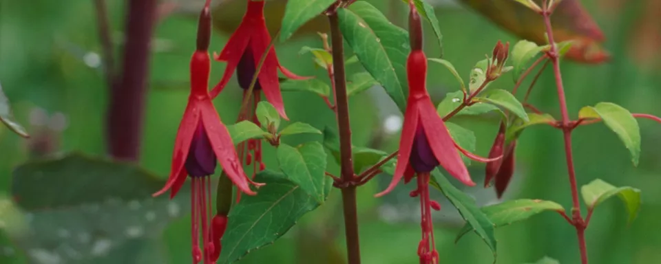 Afbeelding Fuchsia magellanica