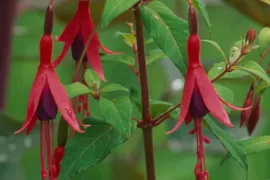Fuchsia magellanica