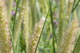 Pennisetum macrourum