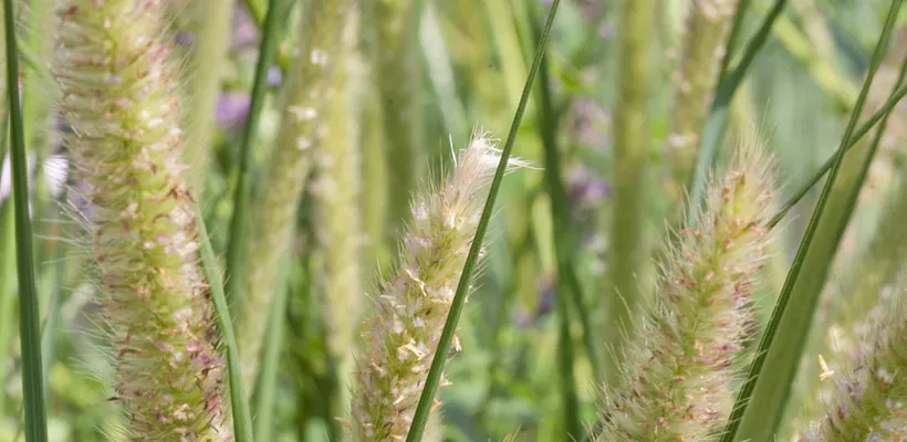 Pennisetum macrourum