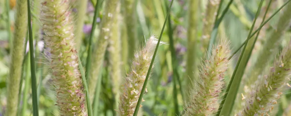 Afbeelding Pennisetum macrourum