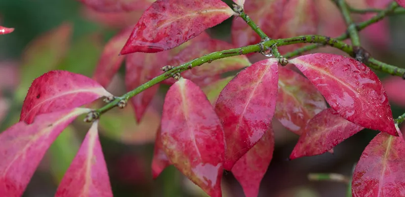 Euonymus alatus