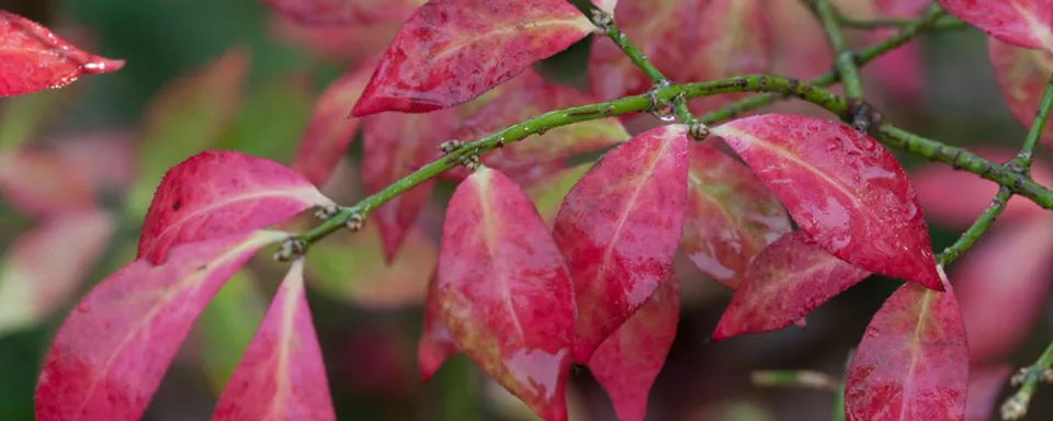 Afbeelding Euonymus alatus
