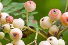 Sorbus forrestii