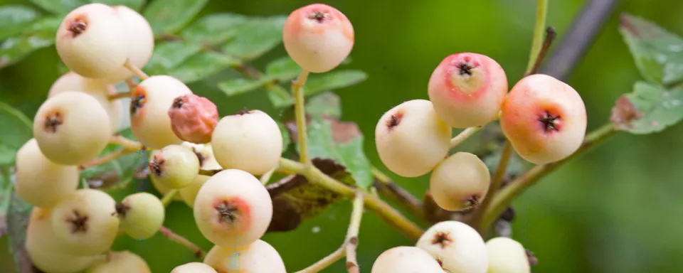 Afbeelding Sorbus forrestii