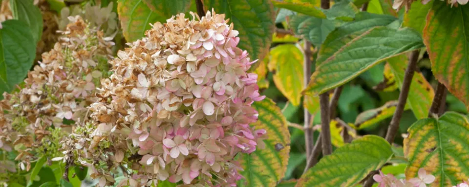 Afbeelding Hydrangea paniculata ‘Grandiflora’