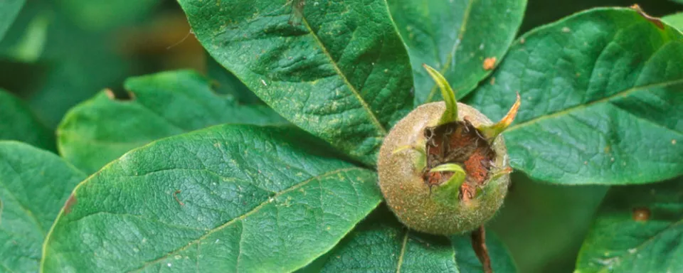Afbeelding Mespilus germanica