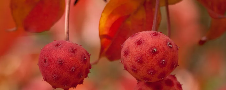 Afbeelding Cornus kousa ‘Claudia’
