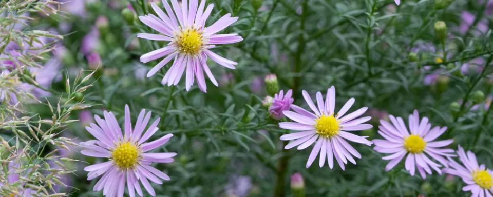 Afbeelding Aster ericoides ‘Pink Star’