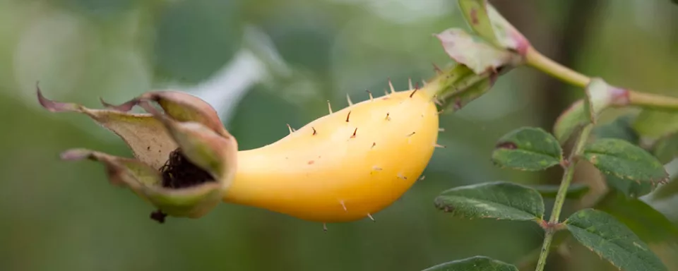 Afbeelding Rosa ‘Geranium’