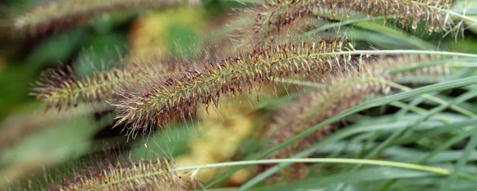 Afbeelding Pennisetum alopecuroides ‘Hameln’