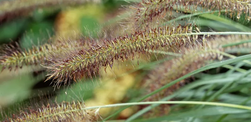 Pennisetum alopecuroides ‘Hameln’