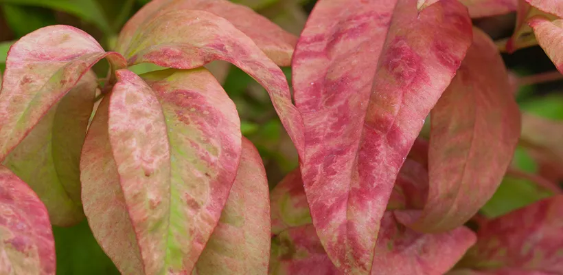 Nandina domestica ‘Fire Power’
