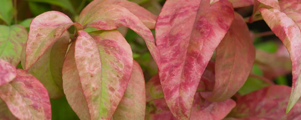 Afbeelding Nandina domestica ‘Fire Power’