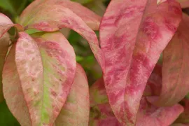 Nandina domestica ‘Fire Power’