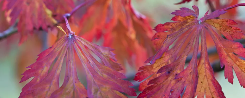 Afbeelding Acer japonicum ‘Aconitifolium’