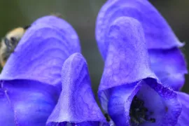 Aconitum carmichaelii ‘Arendsii’