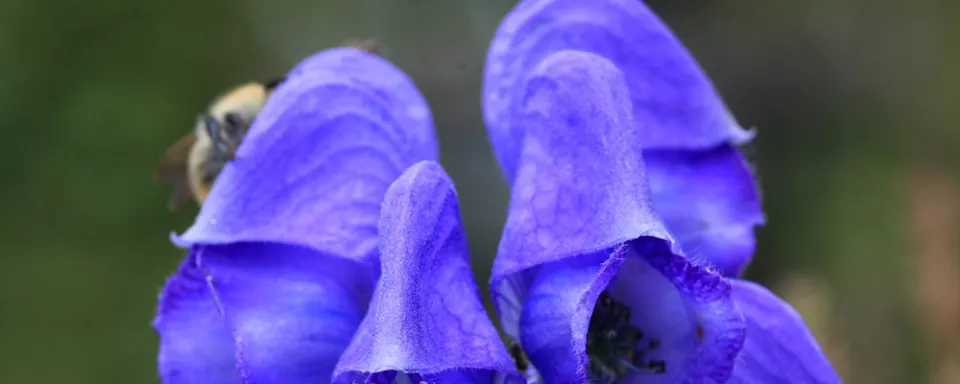 Afbeelding Aconitum carmichaelii ‘Arendsii’