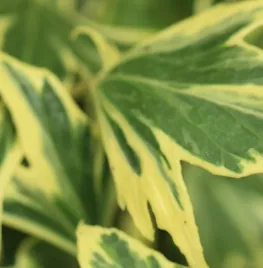 Hedera helix ‘Yellow Ripple’