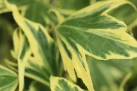 Hedera helix ‘Yellow Ripple’