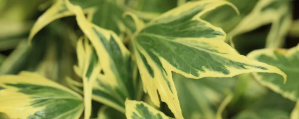 Afbeelding Hedera helix ‘Yellow Ripple’