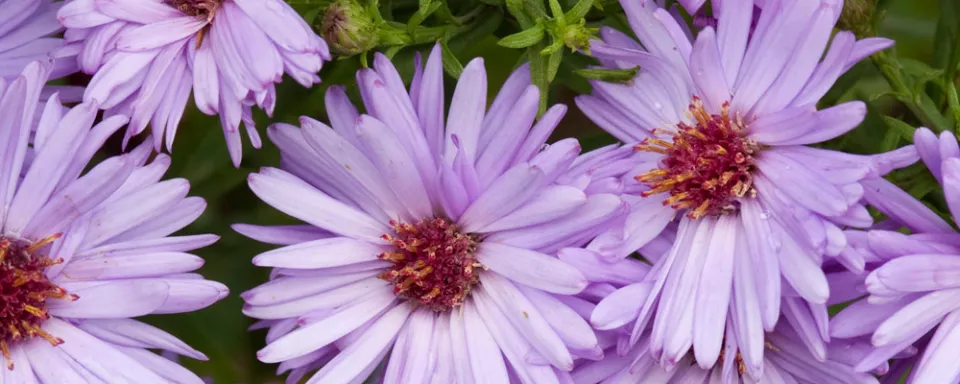 Afbeelding Aster ‘Prof. Anton Kippenberg’ (Dumosus-groep)