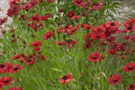 Gaillardia ‘Burgunder’