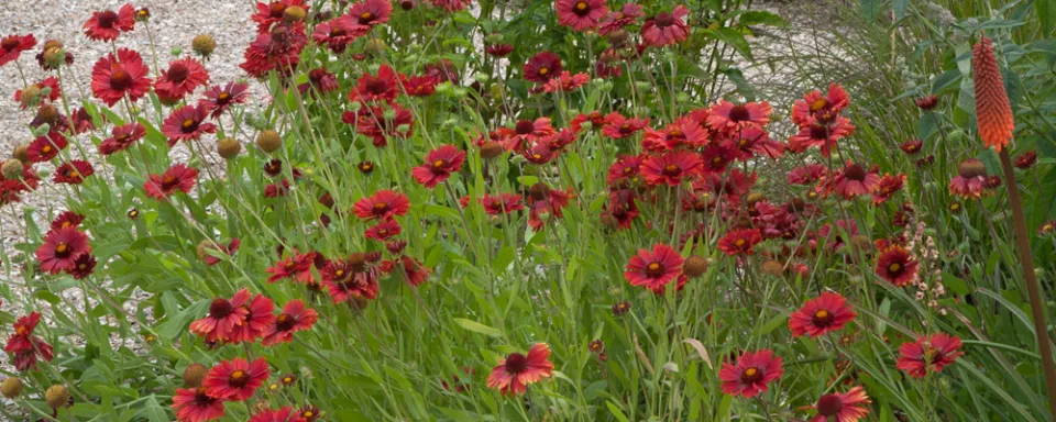 Afbeelding Gaillardia ‘Burgunder’