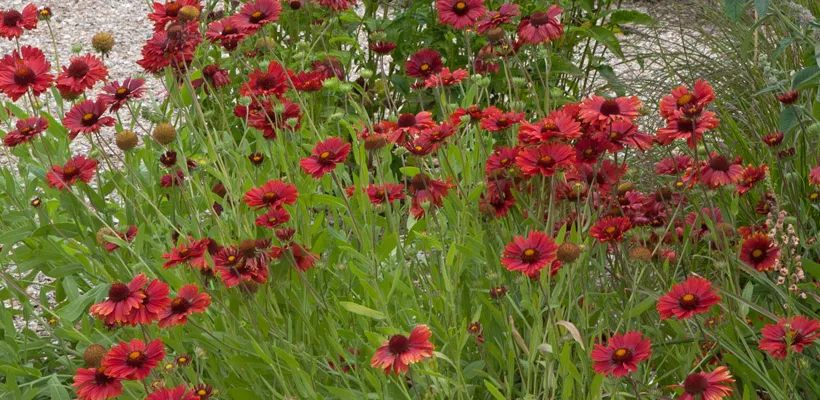 Gaillardia ‘Burgunder’